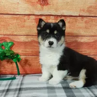 Timmy, a male Pembroke Welsh Corgi for sale in Grabill, IN – Photo 4 of 4