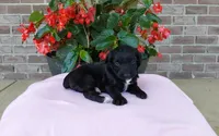 Carrie, a female Miniature Aussiedoodle for sale in Grabill, IN – 6 of 9
