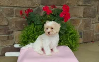 Missy, a female Maltipoo for sale in Grabill, IN – 8 of 8