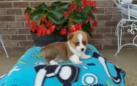 Mason , a male Pembroke Welsh Corgi for sale in Grabill, IN – 2 of 8