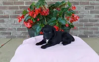 Carrie, a female Miniature Aussiedoodle for sale in Grabill, IN – 7 of 9