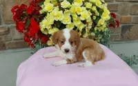 Callie , a female Miniature Aussiedoodle for sale in Grabill, IN – 4 of 8