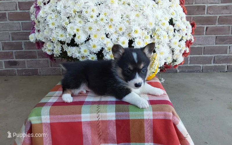 Bailey , a female Pembroke Welsh Corgi for sale in Grabill, IN – 1 of 8