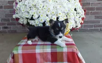 Bailey , a female Pembroke Welsh Corgi for sale in Grabill, IN – 1 of 8