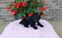 Carrie, a female Miniature Aussiedoodle for sale in Grabill, IN – 1 of 9