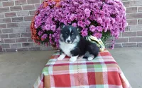 Watson , a male Pembroke Welsh Corgi for sale in Grabill, IN – 6 of 8