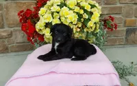 Carrie, a female Miniature Aussiedoodle for sale in Grabill, IN – 1 of 10