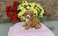 Celeste , a female Miniature Aussiedoodle for sale in Grabill, IN – 9 of 10