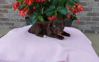 Chloe , a female Miniature Aussiedoodle for sale in Grabill, IN – 3 of 7