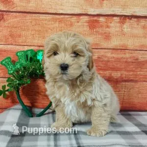 Rubble – Maltipoo puppy for sale in Grabill, IN