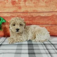 Rubble, a male Maltipoo for sale in Grabill, IN – Photo 4 of 4
