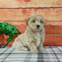 Rubble, a male Maltipoo for sale in Grabill, IN – Photo 3 of 4