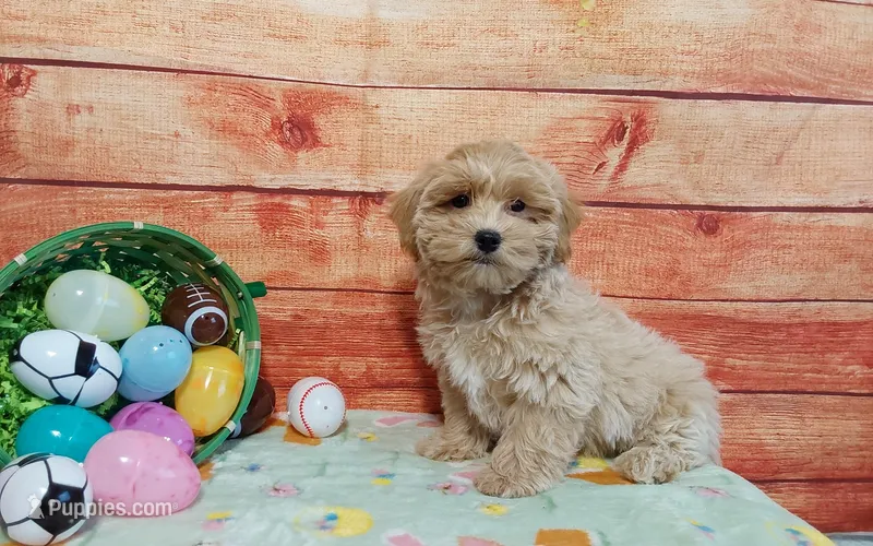 Rubble – Maltipoo puppy for sale in Grabill, IN