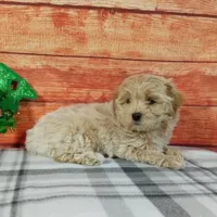 Rubble, a male Maltipoo for sale in Grabill, IN – Photo 2 of 4