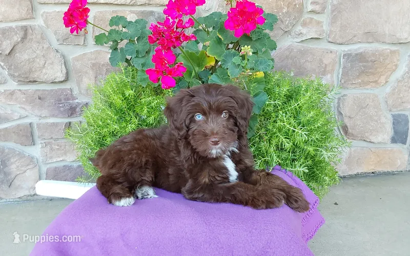 Chloe  – Miniature Aussiedoodle puppy for sale in Grabill, IN