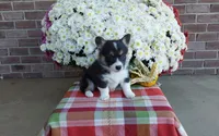 Bailey , a female Pembroke Welsh Corgi for sale in Grabill, IN – 3 of 8