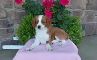 Callie , a female Miniature Aussiedoodle for sale in Grabill, IN – 9 of 10