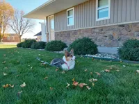 Winston, a male Pembroke Welsh Corgi for sale in Grabill, IN – 4 of 5