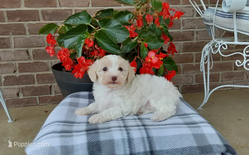 Marley  – Maltipoo puppy for sale in Grabill, IN