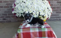 Bailey , a female Pembroke Welsh Corgi for sale in Grabill, IN – 2 of 8