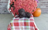Timber , a male Australian Shepherd and Poodle - Miniature  for sale in Grabill, IN – 3 of 8