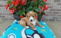 Celeste , a female Miniature Aussiedoodle for sale in Grabill, IN – 6 of 8