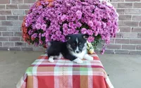 Watson , a male Pembroke Welsh Corgi for sale in Grabill, IN – 2 of 8