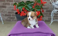 Molly, a female Pembroke Welsh Corgi for sale in Grabill, IN – 3 of 8