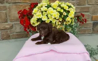 Chloe , a female Miniature Aussiedoodle for sale in Grabill, IN – 10 of 10