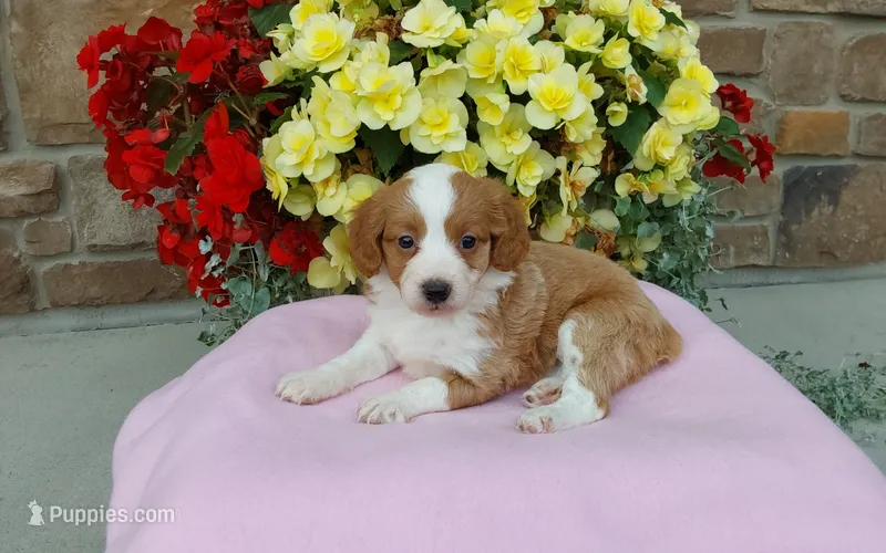 Callie  – Miniature Aussiedoodle puppy for sale in Grabill, IN