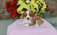 Callie , a female Miniature Aussiedoodle for sale in Grabill, IN – 1 of 8