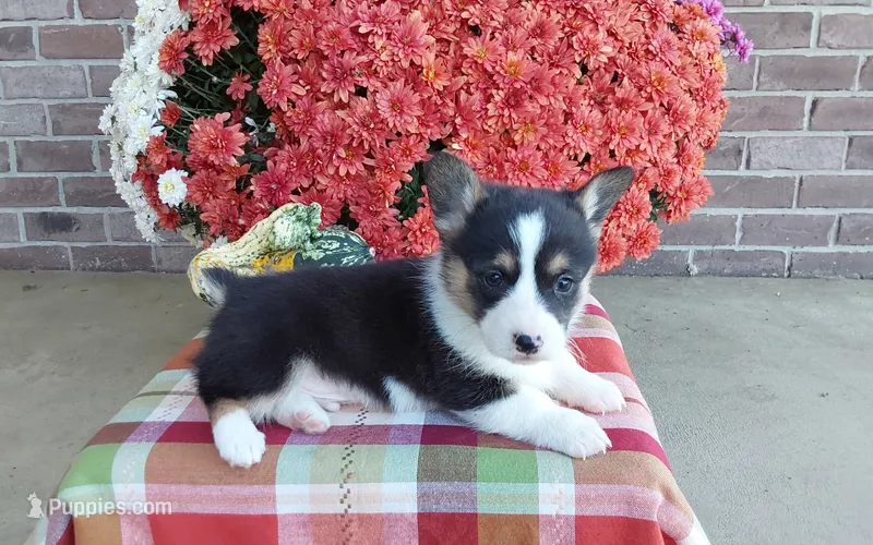 Winston, a male Pembroke Welsh Corgi for sale in Grabill, IN – 1 of 5