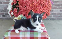 Winston, a male Pembroke Welsh Corgi for sale in Grabill, IN – 1 of 5