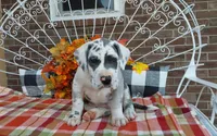 Bruno , a male Great Dane for sale in Grabill, IN – 5 of 8