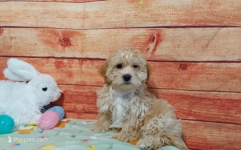 Zuma – Maltipoo puppy for sale in Grabill, IN