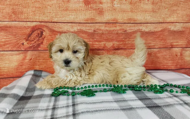 Zuma, a male Maltipoo for sale in Grabill, IN – Photo 1 of 4