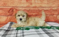 Zuma, a male Maltipoo for sale in Grabill, IN – Photo 1 of 4