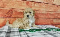 Zuma, a male Maltipoo for sale in Grabill, IN – Photo 2 of 4
