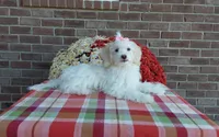 Missy, a female Maltipoo for sale in Grabill, IN – 8 of 8