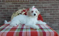 Marley , a female Maltipoo for sale in Grabill, IN – 4 of 9