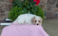 Marley , a female Maltipoo for sale in Grabill, IN – 4 of 9