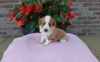 Callie , a female Miniature Aussiedoodle for sale in Grabill, IN – 3 of 10