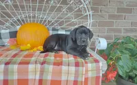 Bear , a male Great Dane for sale in Grabill, IN – 3 of 10