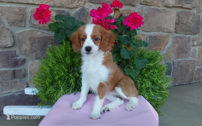Callie  – Miniature Aussiedoodle puppy for sale in Grabill, IN