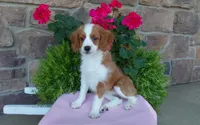 Callie , a female Miniature Aussiedoodle for sale in Grabill, IN – 1 of 10