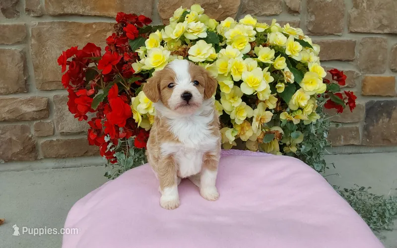 Clover  – Miniature Aussiedoodle puppy for sale in Grabill, IN