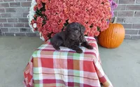 Timber , a male Australian Shepherd and Poodle - Miniature  for sale in Grabill, IN – 2 of 8