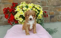 Celeste , a female Miniature Aussiedoodle for sale in Grabill, IN – 2 of 10