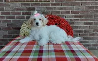Marley , a female Maltipoo for sale in Grabill, IN – 2 of 9