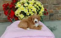 Celeste , a female Miniature Aussiedoodle for sale in Grabill, IN – 1 of 10